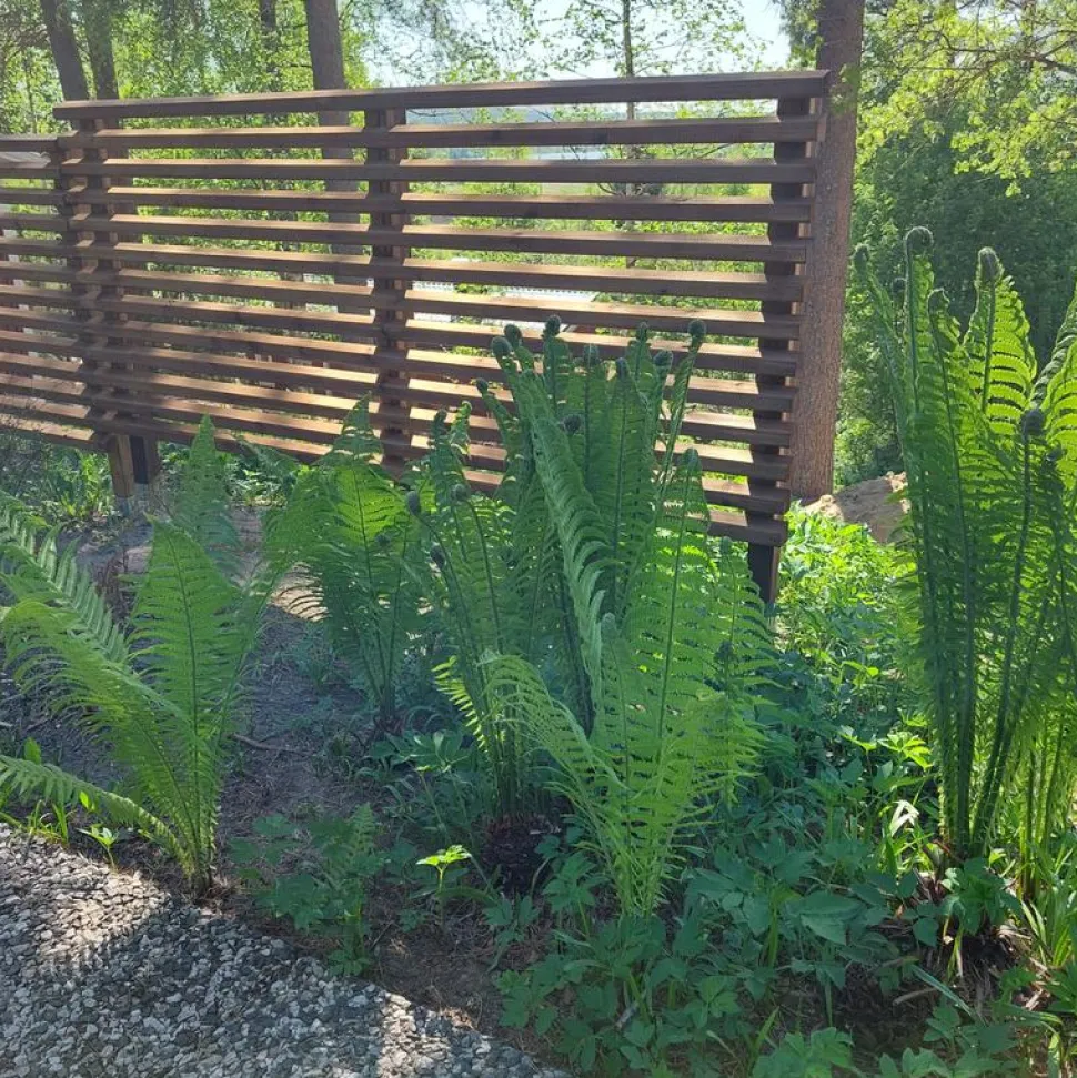 Aitaelementti Suunnikas A95R 1860x800 mm vinorima ruskea