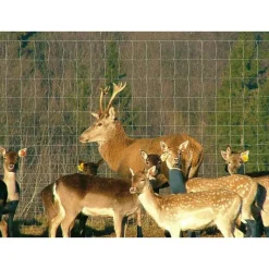 Eläinverkko Zn hitsattu 2,0x50 m muuttuva silmäkoko