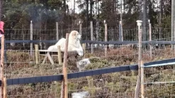 Eläinverkko Zn 1,5x50 m muuttuva silmäkoko