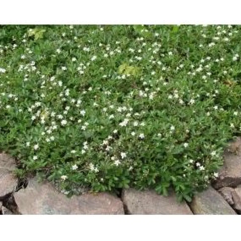 Grönlanninhanhikki Sibbaldiopsis tridentata Nuuk