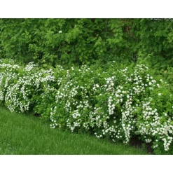 Idänvirpiangervo Spiraea chamaedryfolia Viheraarni