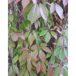Imukärhivilliviini Parthenocissus quinq. Viheraarni Engelmannii