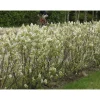 Isotuomipihlaja Amelanchier spicata Viheraarni aitataimi