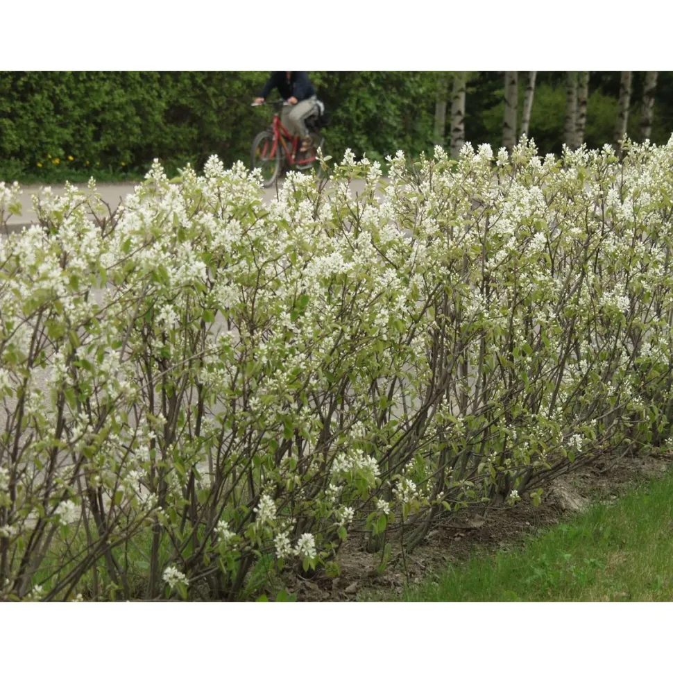 Isotuomipihlaja Amelanchier spicata Viheraarni aitataimi