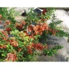 Japaninruusukvitteni Chaenomeles japonica Viheraarni