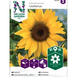 Jättiauringonkukka Nelson Garden Uniflorus, siemenet