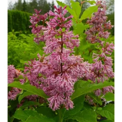 Kaarisyreeni Syringa x josiflexa Viheraarni Veera