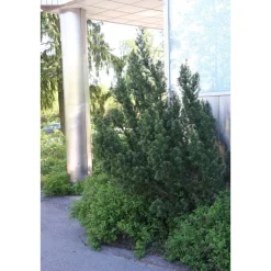 Kartiomarjakuusi Taxus x media Viheraarni Hillii 40-50