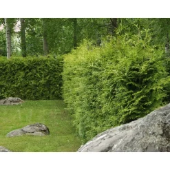 Kartiotuija Thuja occ. Viheraarni Brabant 180-200