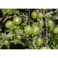 Karviainen Ribes Viheraarni Hinnonmäen Keltainen