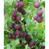 Karviainen Ribes Viheraarni Lepaan Punainen