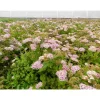 Keijuangervo Spiraea jap. Viheraarni Little Princess