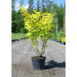 Keltaheisiangervo Physocarpus opulifolius Viheraarni Darts Gold