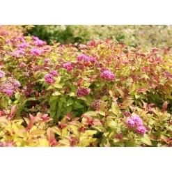 Keltajapaninangervo Spiraea jap. Viheraarni Magic Carpet