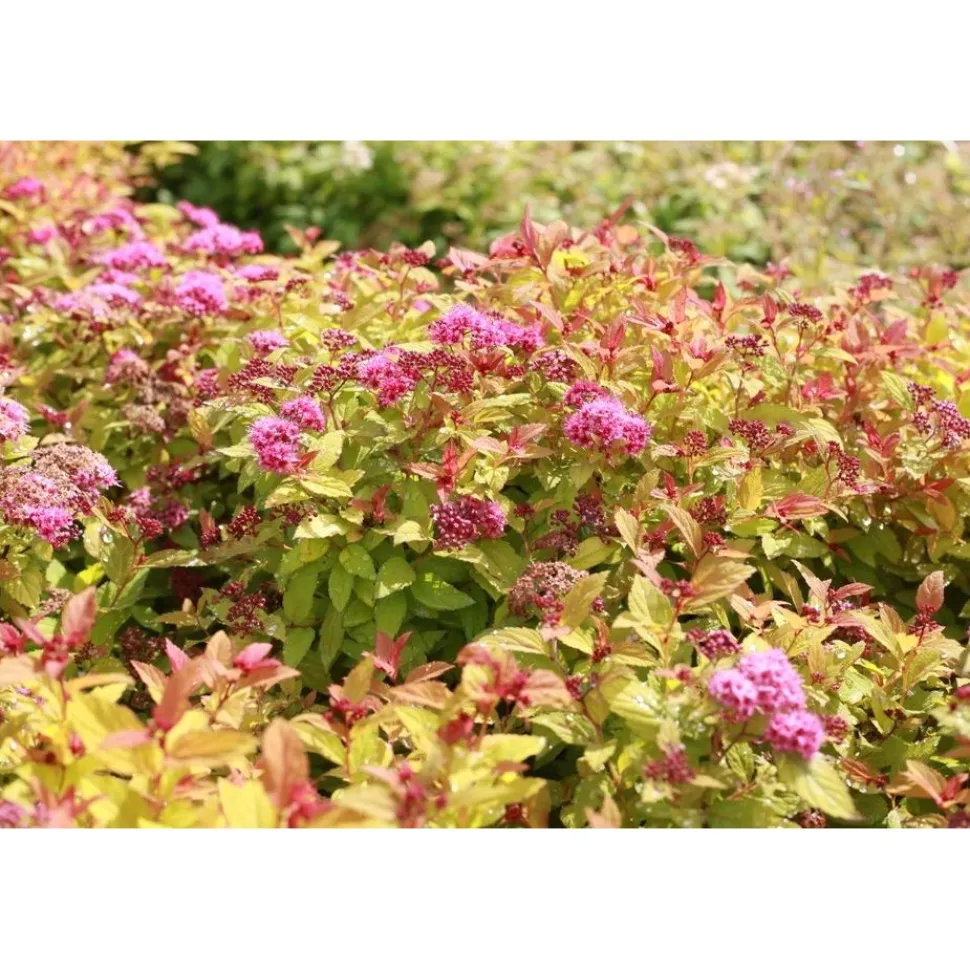 Keltajapaninangervo Spiraea jap. Viheraarni Magic Carpet