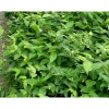 Keltavuohenkuusama Diervilla lonicera Viheraarni