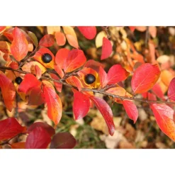 Kiiltotuhkapensas Cotoneaster lucidus Viheraarni