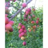 Kirsikkaluumu Viheraarni Prunus Cerasifera Kometa