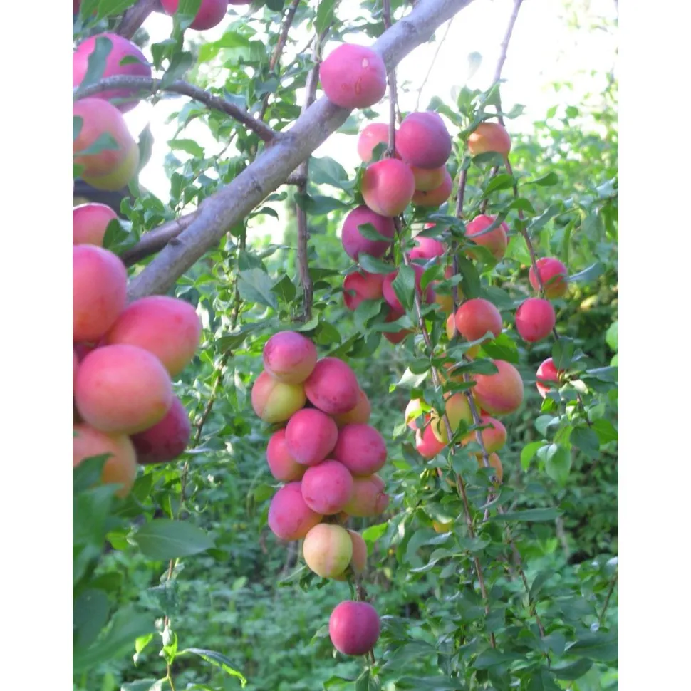 Kirsikkaluumu Viheraarni Prunus Cerasifera Kometa