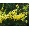 Komeaonnenpensas Forsythia x intermedia Viheraarni Week End