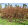 Korallikanukka Cornus alba Viheraarni Sibirica