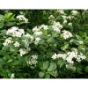 Koristearonia Aronia x prunifolia Viheraarni aitataimi