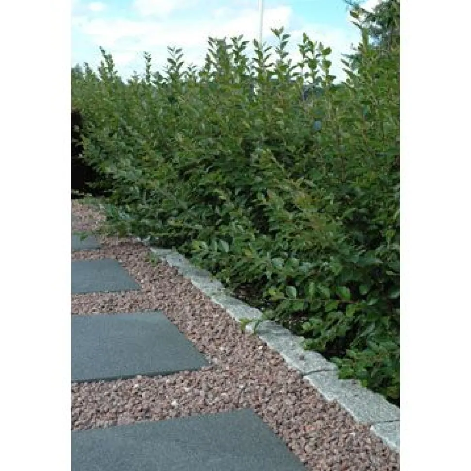Koristekivi Kekkilä Punainen Graniitti 8-12 mm 42 säkkiä x 25 kg lava 1050 kg