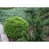 Kääpiöpallotuija Thuja occ. Viheraarni Danica 25-30