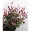 Kääpiöpurppurahappomarja Berberis thunbergii Viheraarni Atropurpurea Nana
