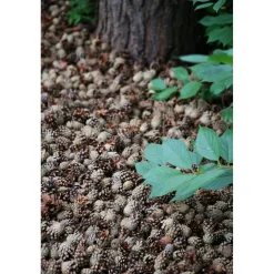 Käpykate Kekkilä 50 säkkiä x 30l/lava, 1500 litraa