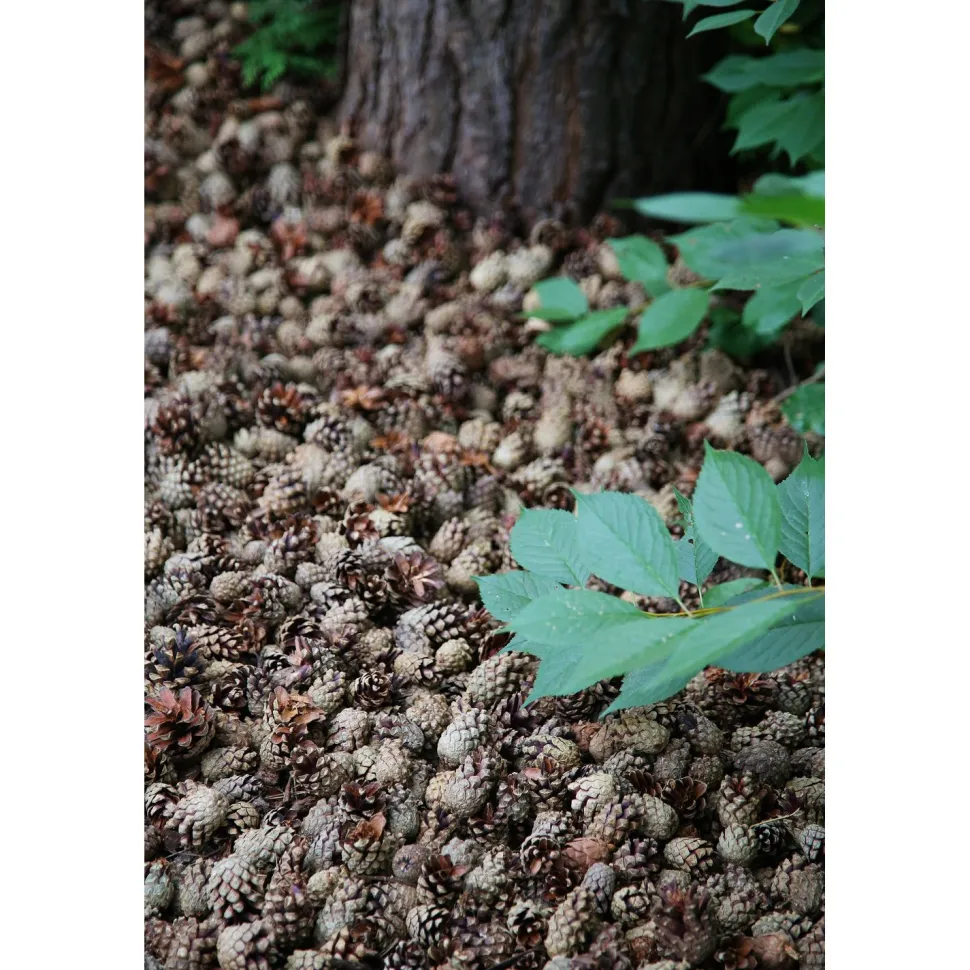 Käpykate Kekkilä 50 säkkiä x 30l/lava, 1500 litraa