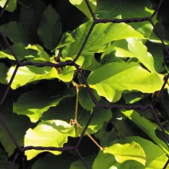 Kudottu verkko Hortus 25x1000mm 0,7mm 10m musta