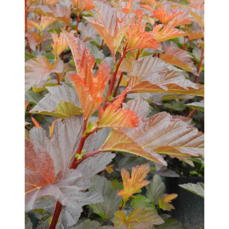 Kupariheisiangervo Physocarpus opulifolius Viheraarni Mindia