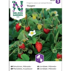 Kuukausimansikka Nelson Garden Rügen, siemenet