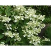 Kuutamohortensia Hudrangea paniculata Viheraarni Praecox