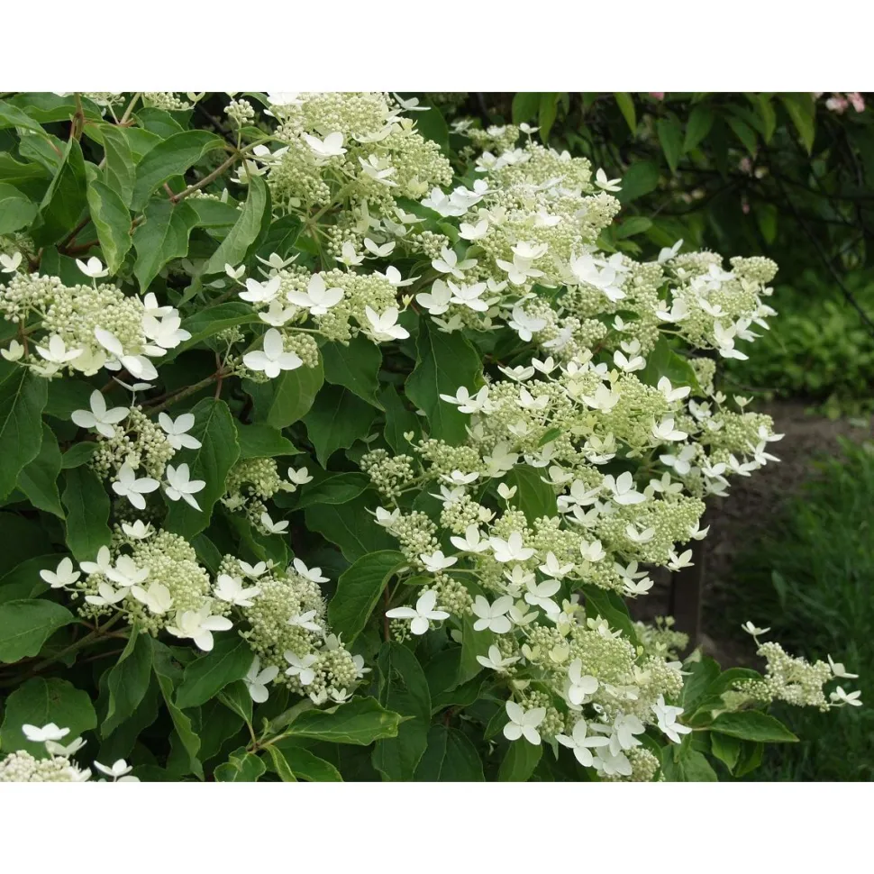 Kuutamohortensia Hudrangea paniculata Viheraarni Praecox