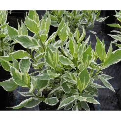 Laikkukirjokanukka Cornus alba Viheraarni Argenteomarginata Elegantissima