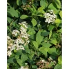Lamopensasangervo Spiraea decumbens Viheraarni
