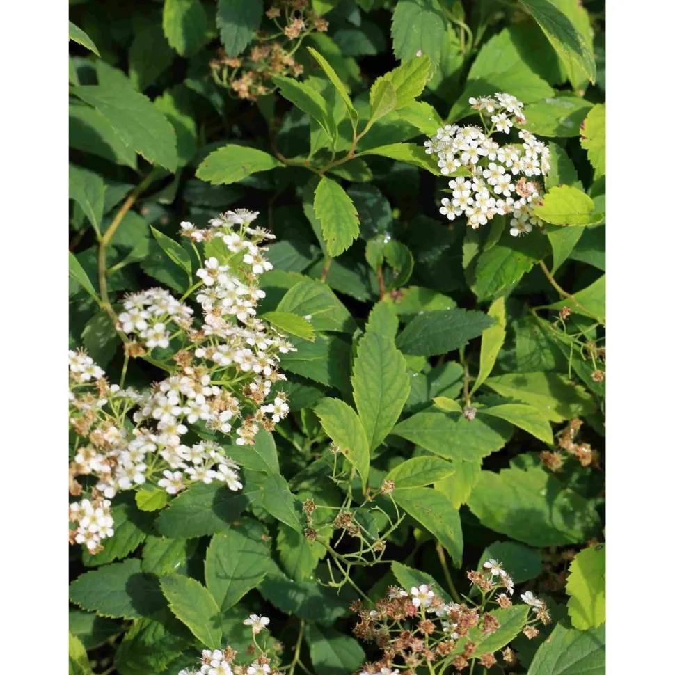 Lamopensasangervo Spiraea decumbens Viheraarni