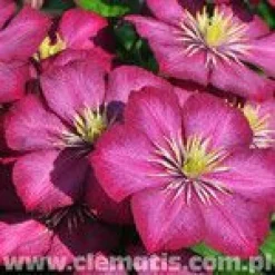 Loistokärhö Viheraarni Clematis Ville De Lyon