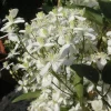Lumikärhö Clematis Viheraarni Summer Snow