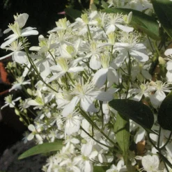 Lumikärhö Clematis Viheraarni Summer Snow