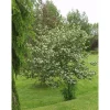 Marja-aroniapuu Aronia Viheraarni Viking 150-200