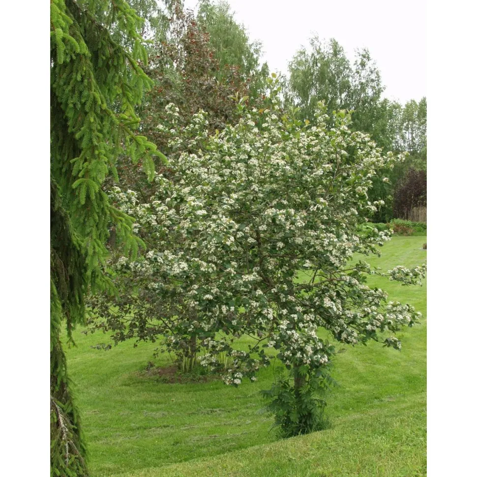Marja-aroniapuu Aronia Viheraarni Viking 150-200