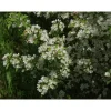 Marjaomenapensas Malus toringo var sargentii Viheraarni