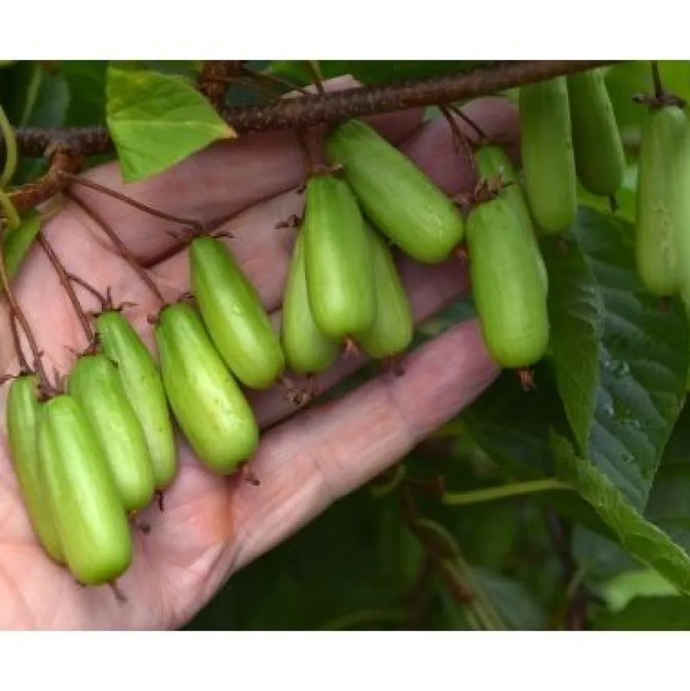 Minikiivi Actinidia kolomikta Viheraarni Vitakola