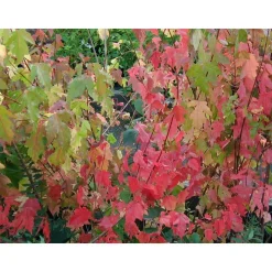 Mongolianvaahtera Acer tataricum subs. ginnala Viheraarni