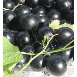 Mustaherukka Ribes nigrum Viheraarni Pohjan Jätti