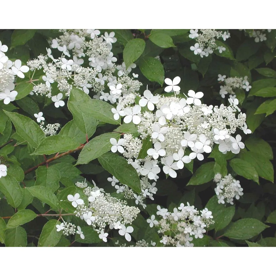 Mustilanhortensia Hydrangea paniculata Viheraarni Mustila