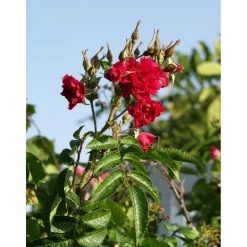 Neilikkaruusu Rosa Viheraarni F.J. Grootendorst